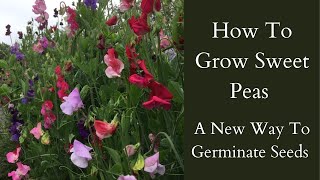 How To Grow Sweet Peas  Sweet Peas From Seed  Cut Flower Garden [upl. by Lacim]