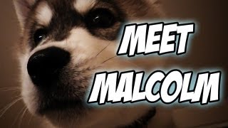 Meet Malcolm [upl. by Llejk]