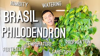 Philodendron Brasil Care  Watering Fertilizer Temperature Humidity Propagation amp More [upl. by Tandi]