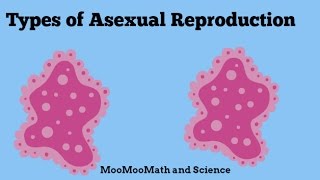 Asexual Reproduction [upl. by Cissiee245]