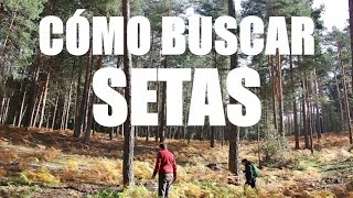 Como buscar setas consejos [upl. by Allets]