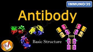 Function of antibodies [upl. by Thom]