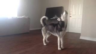 My Husky Sequoia Howling while Home Alone [upl. by Annaeed]