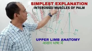 INTEROSSEI MUSCLES OF HAND [upl. by Ecinuahs]