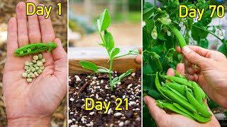 How to Grow Peas Complete Growing Guide [upl. by Yorztif]