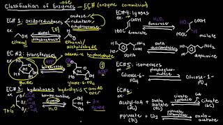 BIOCHEM 19  Enzyme Classification [upl. by Ahouh]