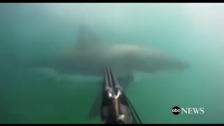 Great White Shark Attack GoPro Footage [upl. by Luiza]