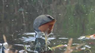 Whitebreasted Waterhen 19 01 25 S Knld Rd 8 [upl. by Jemimah]