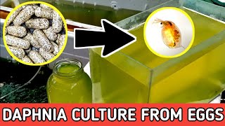 HOW TO HATCH DAPHNIA EGGS  HOW TO CULTURE DAPHNIA [upl. by Lorenzana]