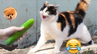 LOS MEJORES SUSTOS GATOS VS PEPINOS LINDOS GATOS 33 😂 pais de animales [upl. by Cass]