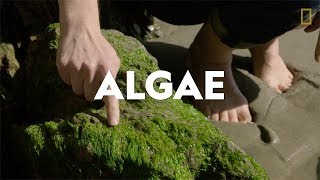 Definitions in the Field Algae [upl. by Handy]