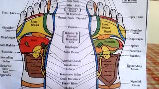 Reflexology  How to Read a Foot Reflexology Chart [upl. by Fleisher244]