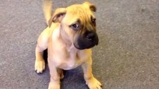 Bullmastiff Puppy 3 Months Old Funny [upl. by Yziar903]