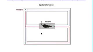 Hippocampus  development in simple pictures and MRI [upl. by Ruthy]