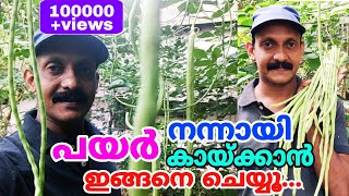 പയർ നന്നായി കായ്ക്കാൻ ഇങ്ങനെ ചെയ്യൂ  Cultivation of Cowpea  How to grow Long Beans [upl. by Yelik301]