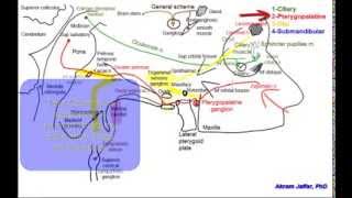 Cranial parasympathetic ganglia [upl. by Eidde]