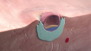 Embryology  Development of the Placenta [upl. by Outlaw]