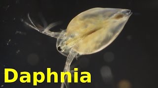 Daphnia [upl. by Saba]