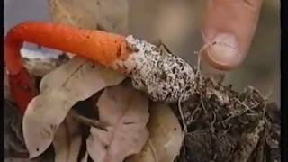 Stinkhorn fungus  Burkes Backyard [upl. by Possing]