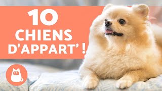 10 races de CHIENS dAPPARTEMENT 🏠 Les meilleurs [upl. by Annovad]