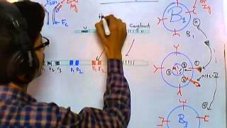 Immunoglobulin Isotypes  Antibody Classes [upl. by Ahseirej76]