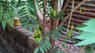 Bilimbi  Tree Cucumber  Bimbuli Tree [upl. by Wally202]