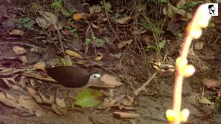 Whitebreasted Waterhen Eating Earthworm [upl. by Orin]