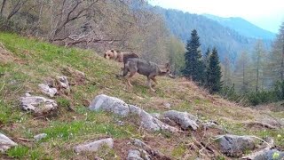 Il lupo e l’orso ripresi insieme nei boschi trentini il video dell’incontro “impossibile” [upl. by Denie]