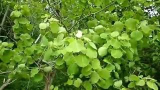 Why are Aspen Leaves Always Trembling Nature Insights [upl. by Ahsaei]