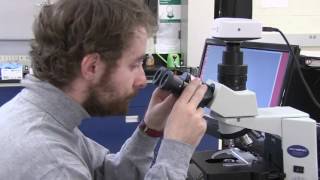 How to use the compound light microscope Olympus CX31 [upl. by Adriell]