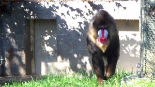 Mandrill Baboon Columbus Zoo [upl. by Annahvas367]