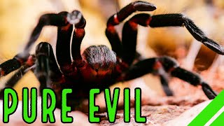 Mexican Red Rump Tarantula BrachypelmaTliltocatl vagans Care amp Facts [upl. by Inaffets]