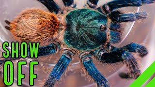 Top 10 BEST Display Tarantulas Show Off YOUR Spiders [upl. by Dnallor118]