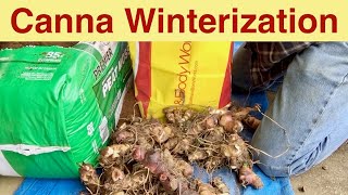 Canna Winterization or Canna Bulb Storage for Winter [upl. by Aicilec]