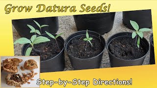 Grow Datura Seeds StepbyStep Directions with Results English [upl. by Huebner135]