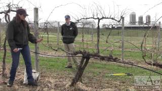 Grape Vine Pruning Demonstration [upl. by Elakram405]