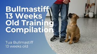 Bullmastiff 13 weeks old training compilation [upl. by Coyle]