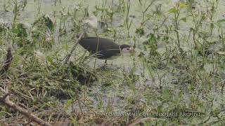 Whitebreasted waterhen  INDIA [upl. by Cyrillus788]