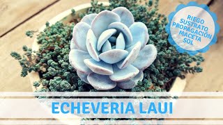 Echeveria laui [upl. by Alain]