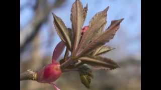 Plant portrait  Red buckeye Aesculus pavia [upl. by Ebony]