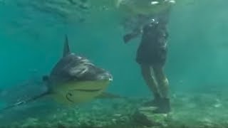 Swimming with Bull Sharks  CAUTION  Smart Sharks  BBC Earth [upl. by Arikal638]