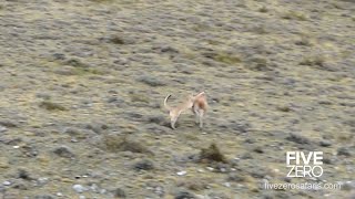 Puma Catches Guanaco in Patagonia [upl. by Ellicott]