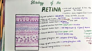 Histology Of Retina [upl. by Dumond]