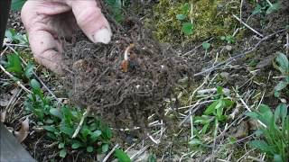 How To Plant Astilbe Flower Roots Astilbe Flowers [upl. by Yolanthe]