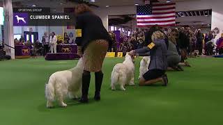 Spaniels Clumber  Breed Judging 2019 [upl. by Anielram]