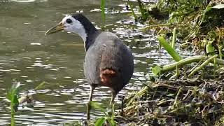 WhiteBreasted Waterhen foraging [upl. by Howell]