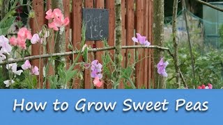 Gardening Guides  How to Grow Sweet Peas [upl. by Milks]