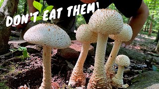 7 Common Poisonous Mushrooms You Should Know [upl. by Eliezer314]