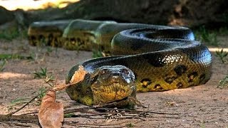 La Anaconda Verde la Reina del Amazonas [upl. by Beverlie]