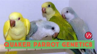 Quaker Parrot Genetics  Breeding Combinations [upl. by Derian996]